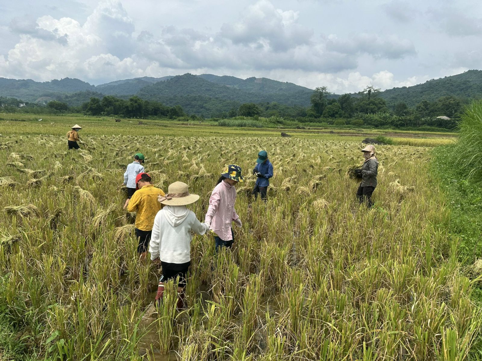 VỤ MÙA CỦA NGƯỜI DÂN TỘC TẠI HOÀ BÌNH 